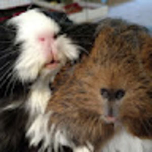 Meet your Posher, Maureen